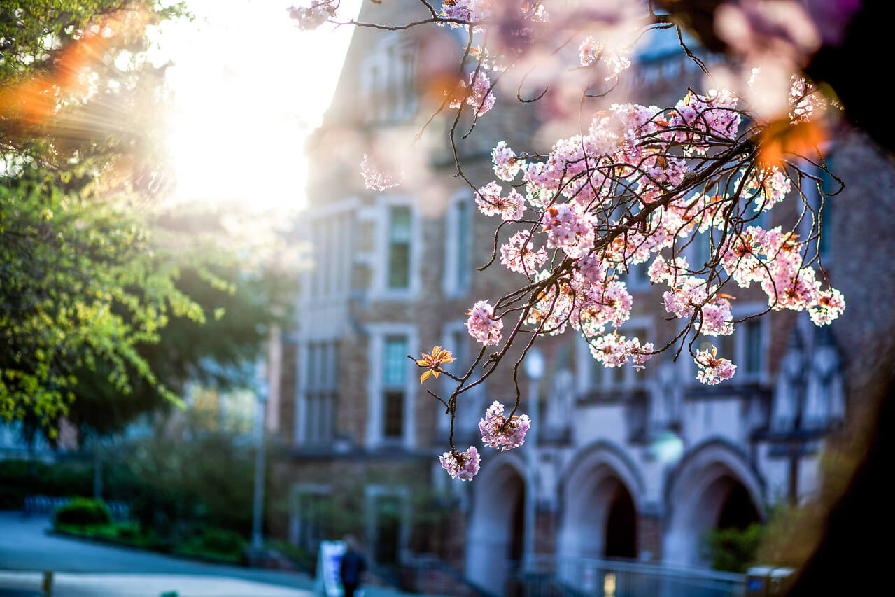 cherry blossoms MGH background