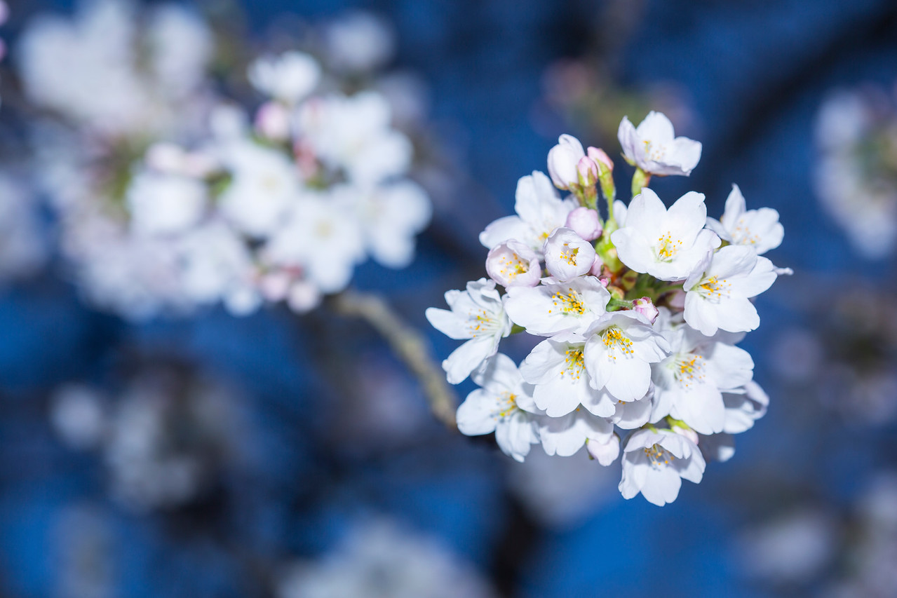 cherry blossom background