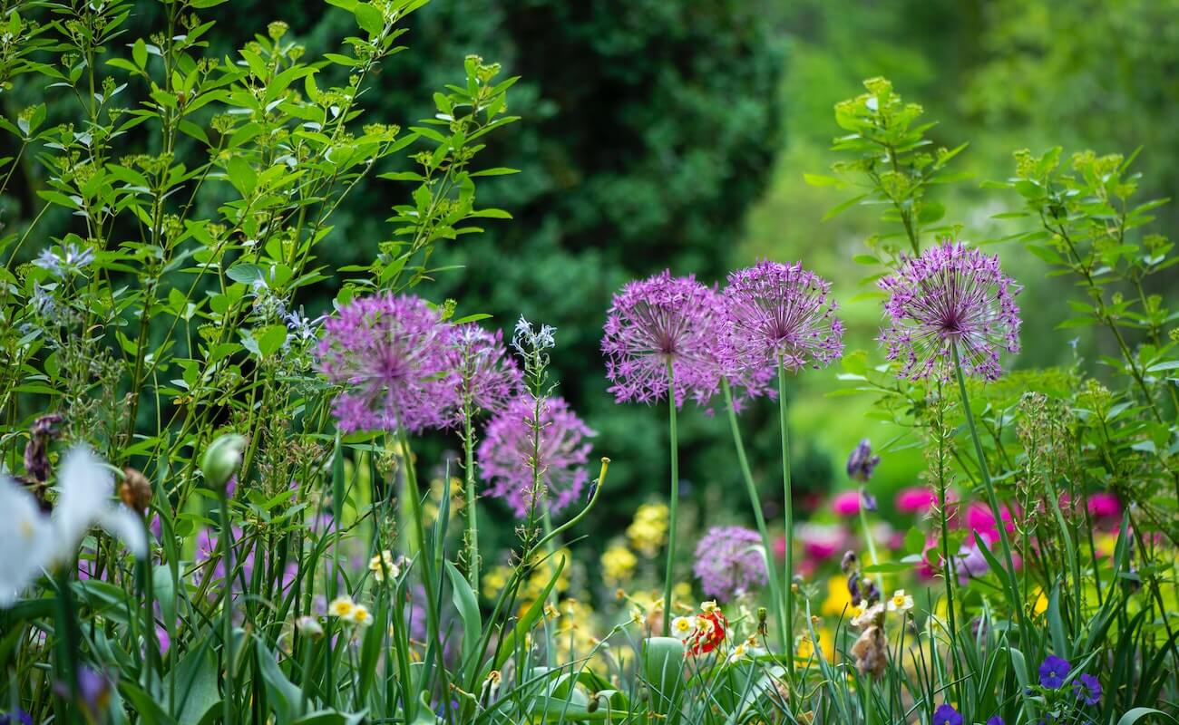 UW Purple flowers background