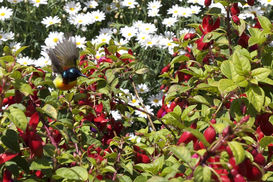 photo of a male green-tailed sunbird feeding in Thailand - taken by Ross Furbush