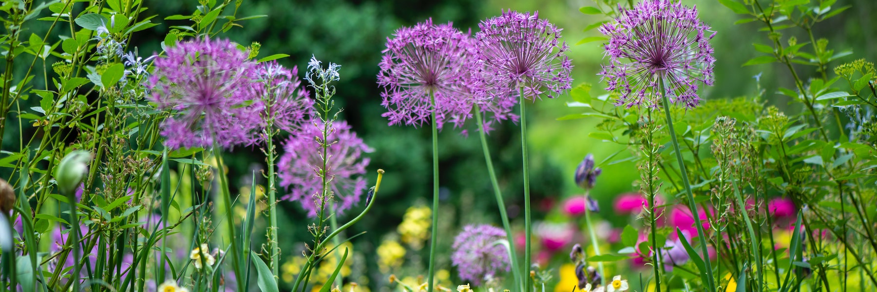 Purple flowers standing tall in a field of wildflowers.
